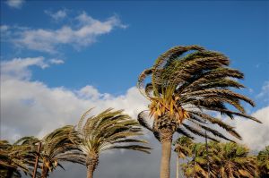 ID Badges for Hurricane Season