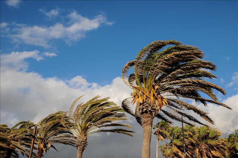 ID Badges for Hurricane Season